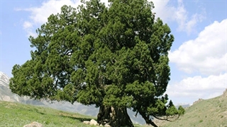 شناسایی کهنسال‌ترین موجود زنده ایران