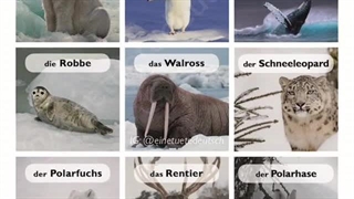 468 حیوانات قطب