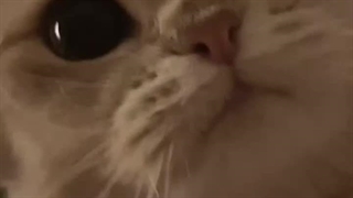 کسی هست که فن ترژر باشه ؟ نیازمند هستم