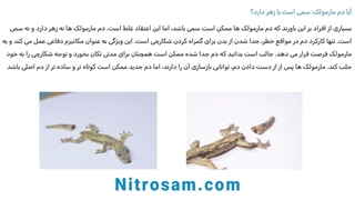 سم نابودی تخم مارمولک - بهترین سم مارمولک کش