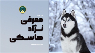 معرفی نژاد سیبرین هاسکی - Husky Dog -