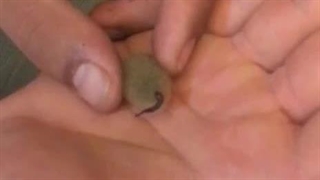 هچ شدن کوکون های زالو (به دنیا آمدن زالوها) |صنعت زالو ایران