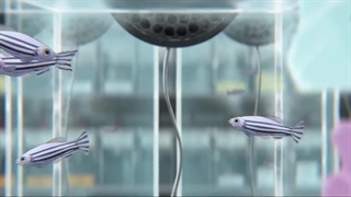 انیمه جوزه، ببر و ماهی، با ژانر درام و عاشقانه