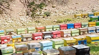 طبیعت بکر کوهرنگ و کندوهای عسل زنبورداری شهد زاگرس