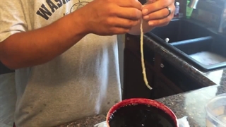 آموزش تغذیه زالوها به روش سوسیسی | صنعت زالو ایران