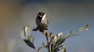 شعرخوانی شهلا مظفری شاعر ایلامی