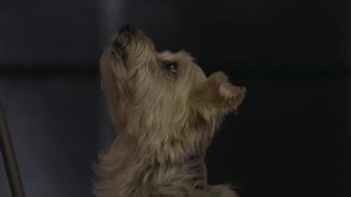 افسار گسیسختته