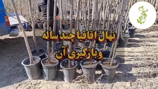 از نهالستان تا خانه شما: سفر نهال اقاقیای چندساله