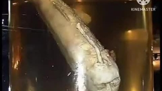 REAL MERMAID FOUND RELOADED Low Pitch V2