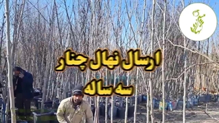 ارسال نهال چنار سه ساله
