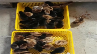 رضایت مشتری گرگان از دستگاه جوجه کشی هدایت