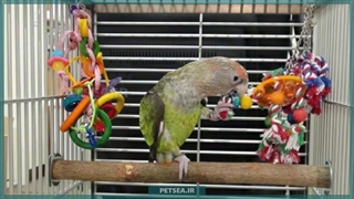 چطور با اسباب‌ بازی مناسب سلامت و هوش طوطی مون رو تقویت کنیم؟