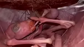 ببینید نوزاد تازه متولد شده کانگورو چه شکلیست؟