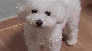 گائول کیست ؟!  این خانوم خوش شانس پرنسس بابا سونگهونش