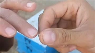 درس غیرت یک بانوی زنبوردار به وطن فروشان خودفروخته که آدرس دانشمندان را به دشمن دادند