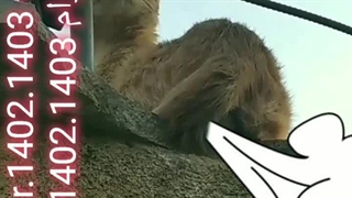 خنده دار - گربه چشم چران - خانه همسایه دید می زد